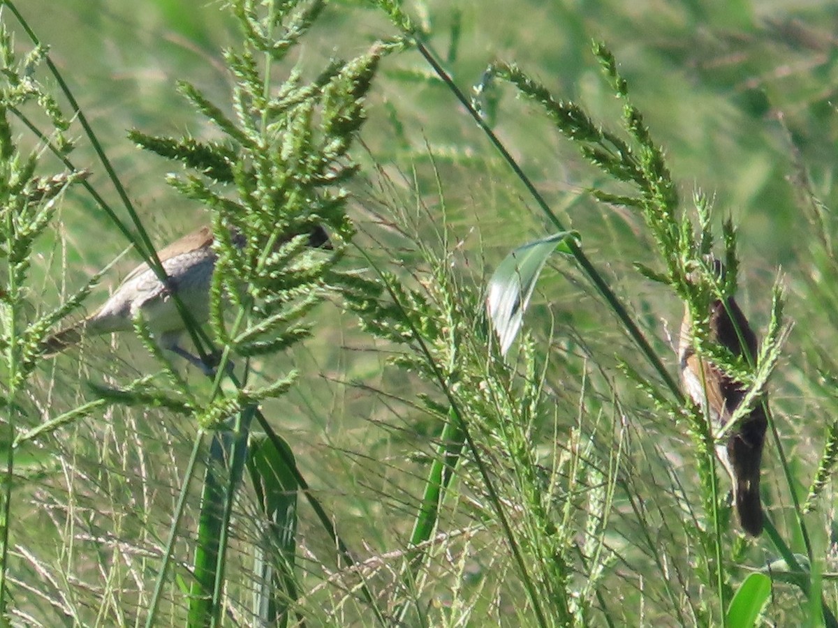 Scaly-breasted Munia - ML646397295