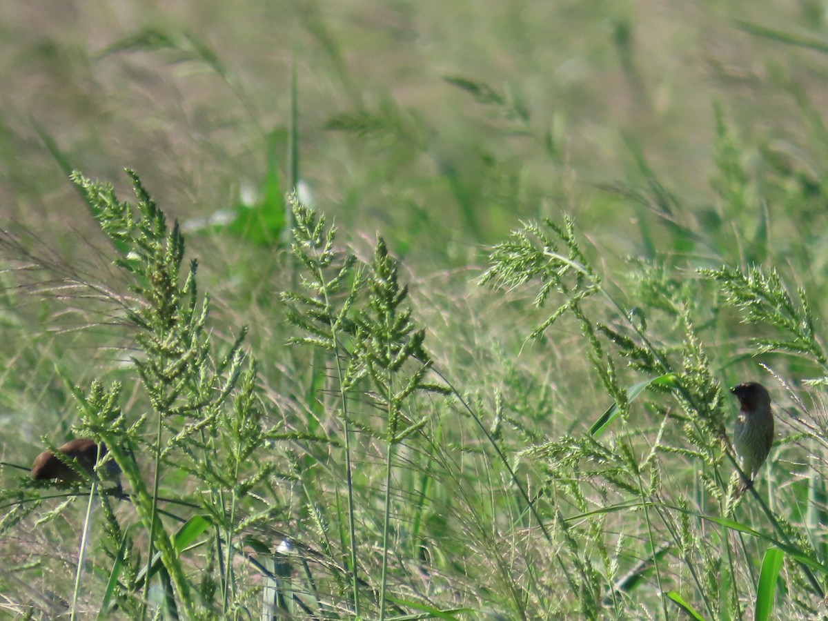 Scaly-breasted Munia - ML646397296