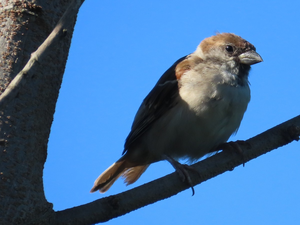 Eurasian Tree Sparrow - ML646397297