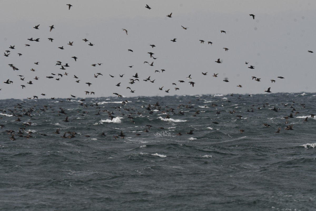 Amerika Kara Ördeği - ML646397302