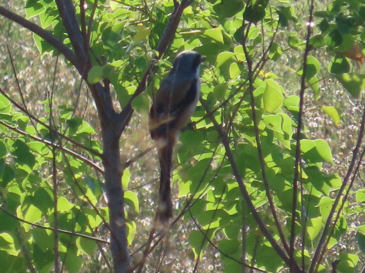 Long-tailed Shrike - ML646397303