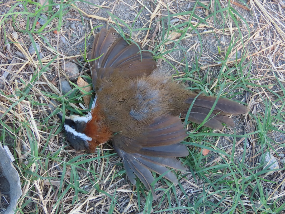 Taiwan Scimitar-Babbler - ML646397304