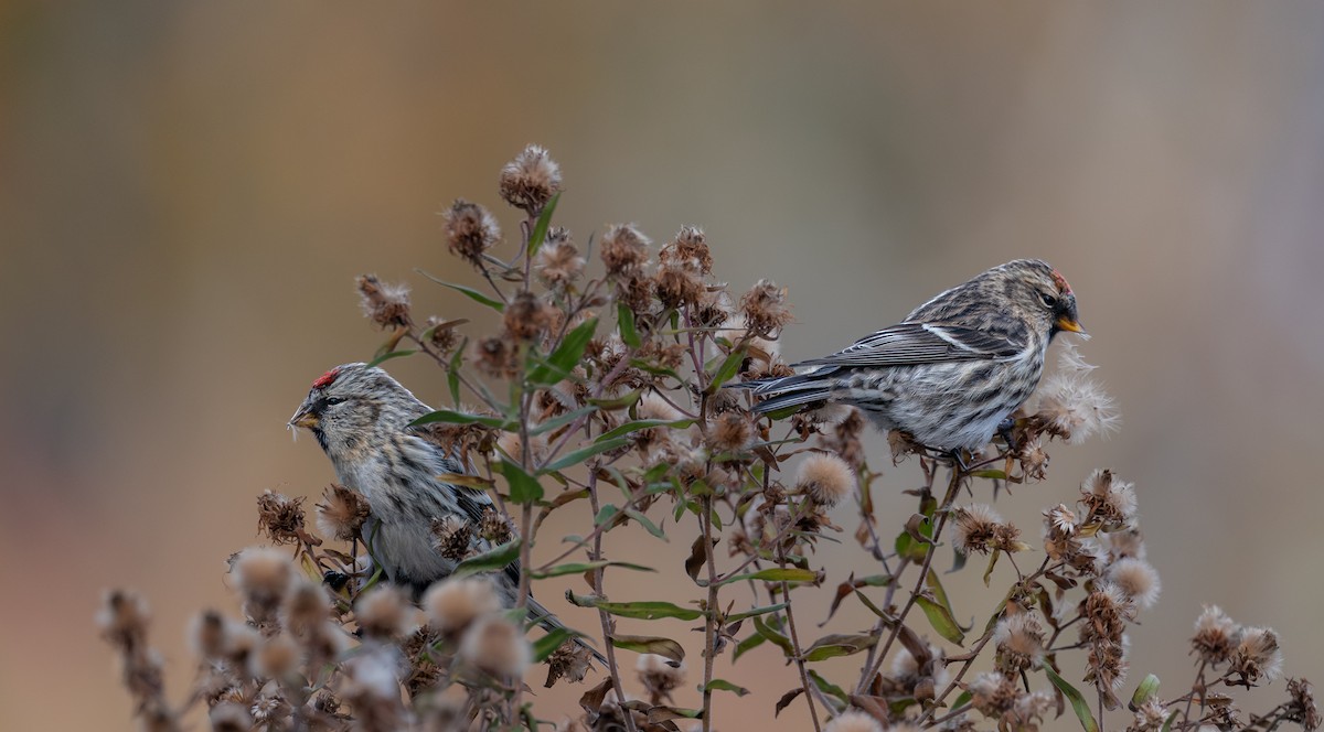 普通朱頂雀 - ML646397319