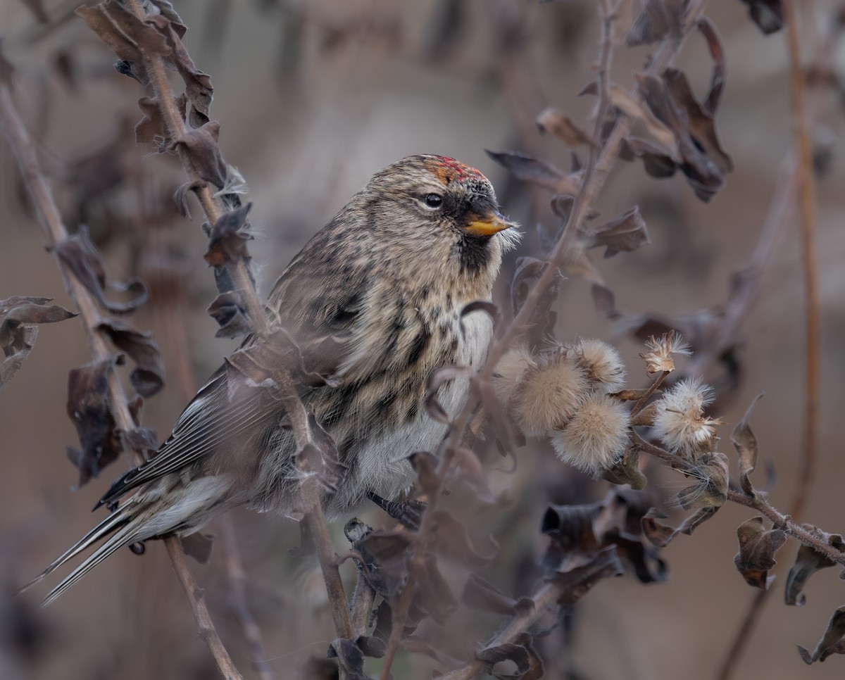 普通朱頂雀 - ML646397321