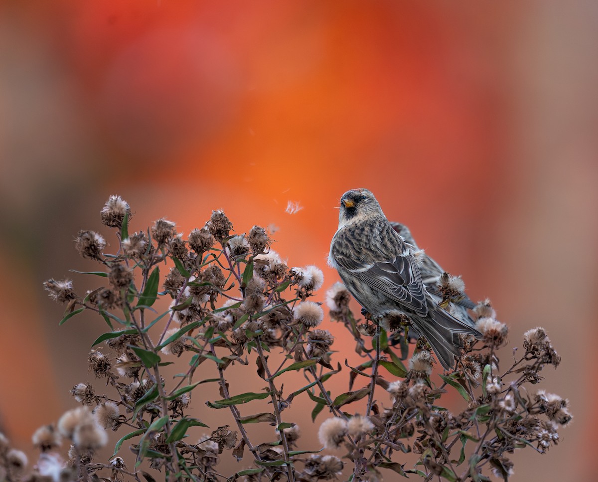 普通朱頂雀 - ML646397322