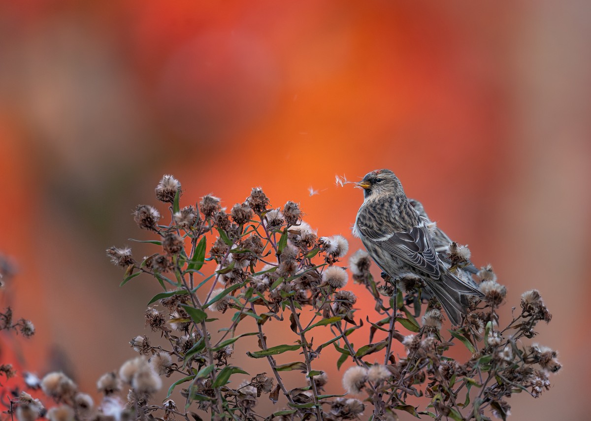 普通朱頂雀 - ML646397323