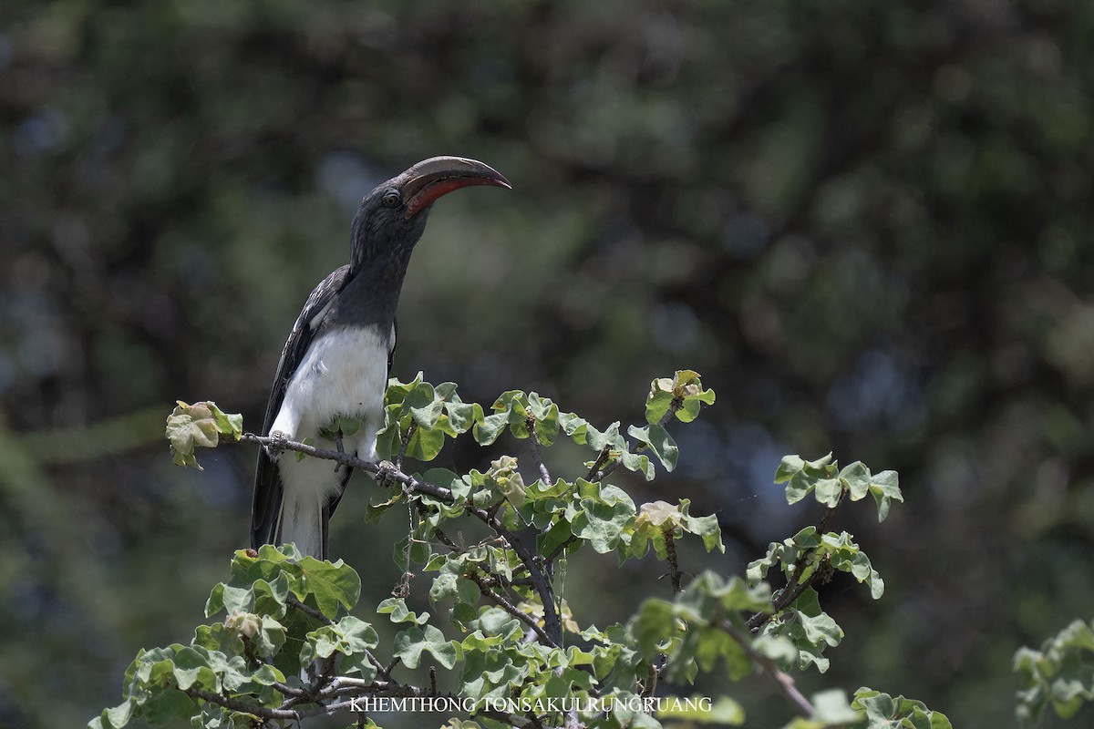 Hemprich's Hornbill - ML646397327