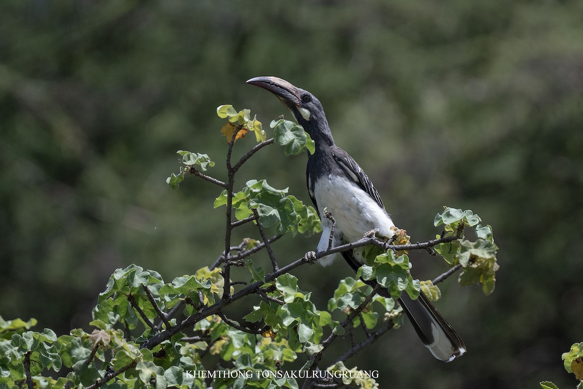 Hemprich's Hornbill - ML646397328
