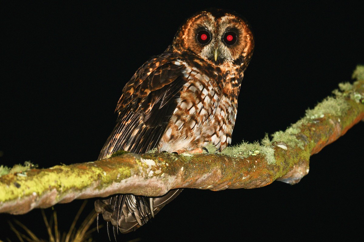 Rufous-banded Owl - ML646397330