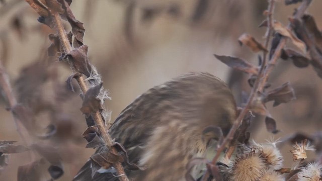 普通朱頂雀 - ML646397331