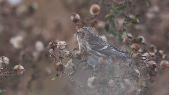 普通朱頂雀 - ML646397332
