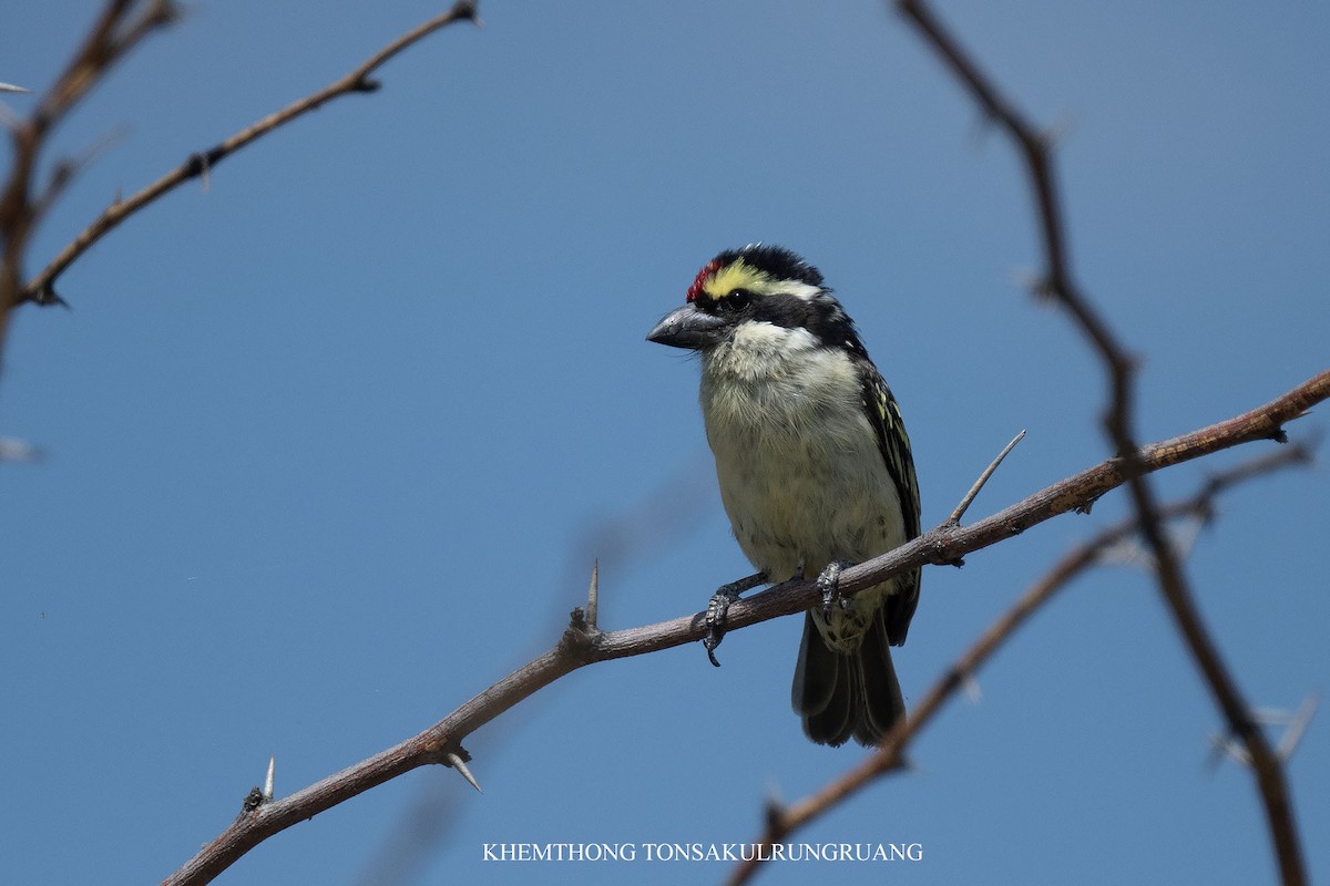 Red-fronted Barbet - ML646397335