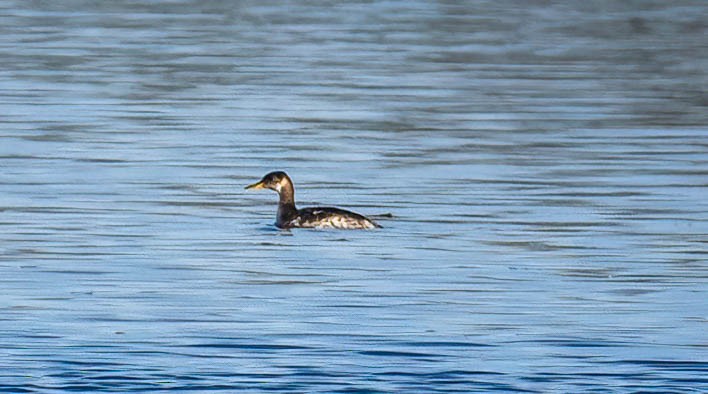 Red-necked Grebe - ML646397340