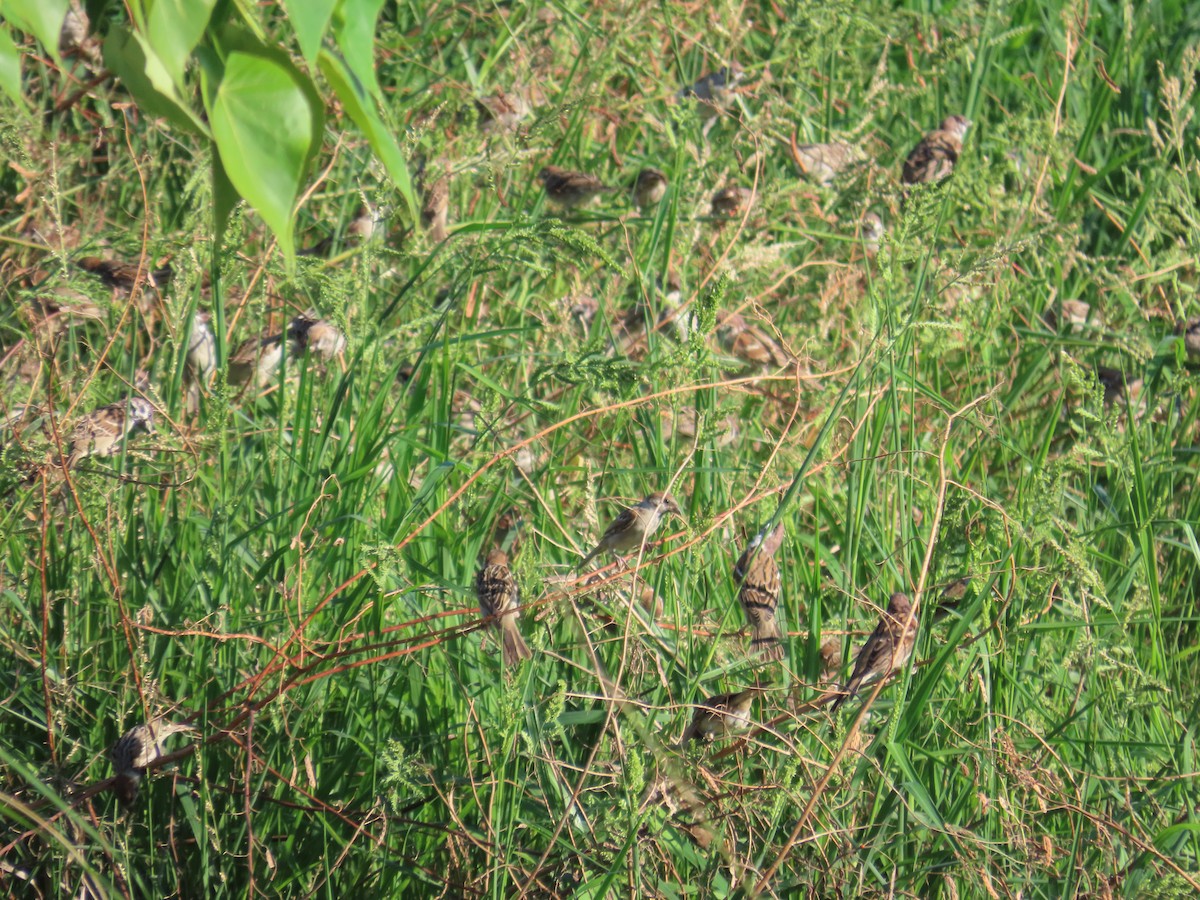 麻雀 - ML646397341