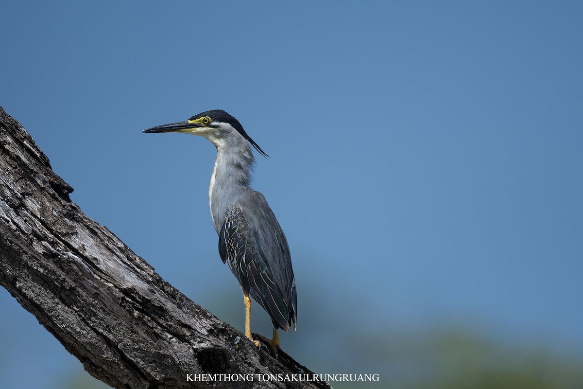 綠簑鷺 - ML646397342