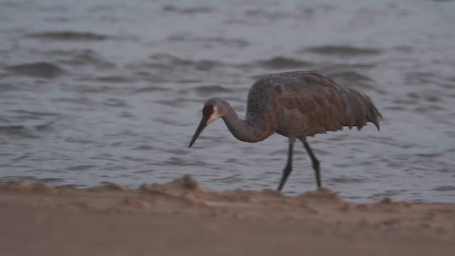 沙丘鶴 - ML646397343