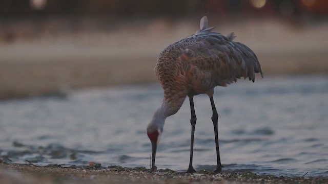 沙丘鶴 - ML646397344