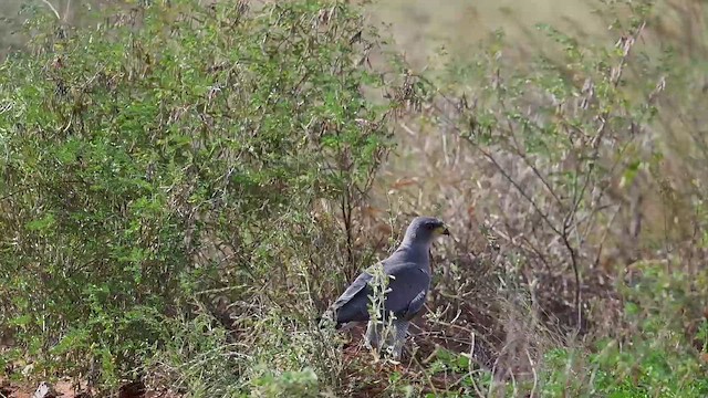 Eastern Chanting-Goshawk - ML646397345