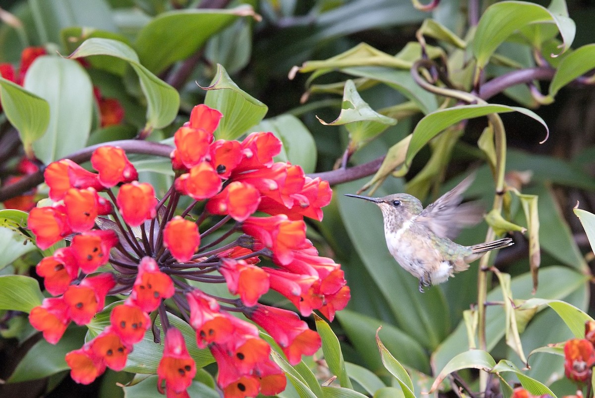 Scintillant Hummingbird - ML646397346