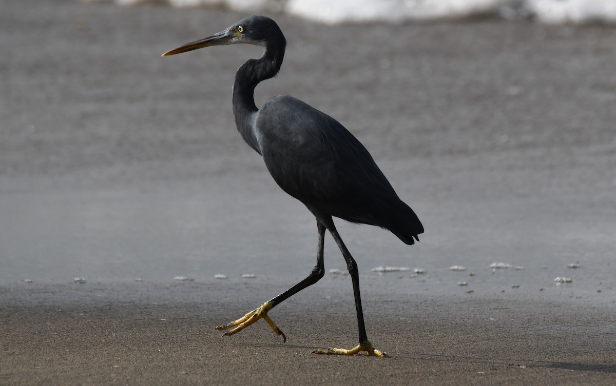 Western Reef-Heron - ML646397347