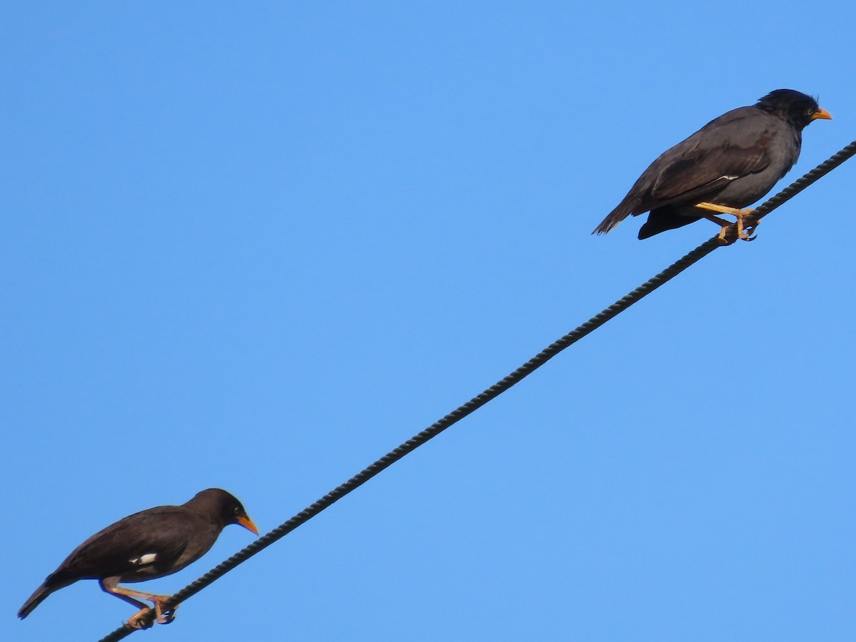 白尾八哥 - ML646397348