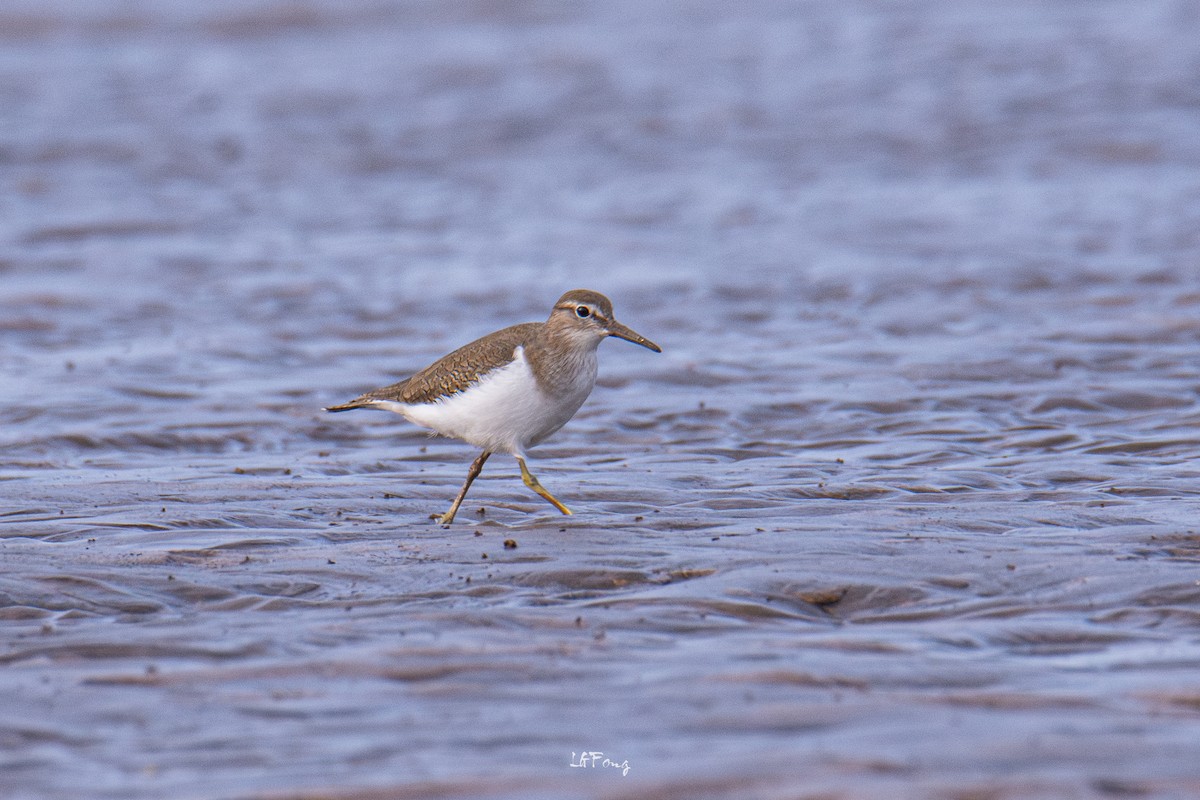 磯鷸 - ML646397349