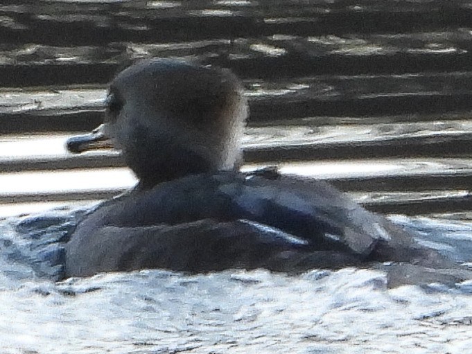 Hooded Merganser - ML646397353