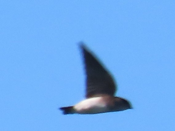 棕沙燕 - ML646397359