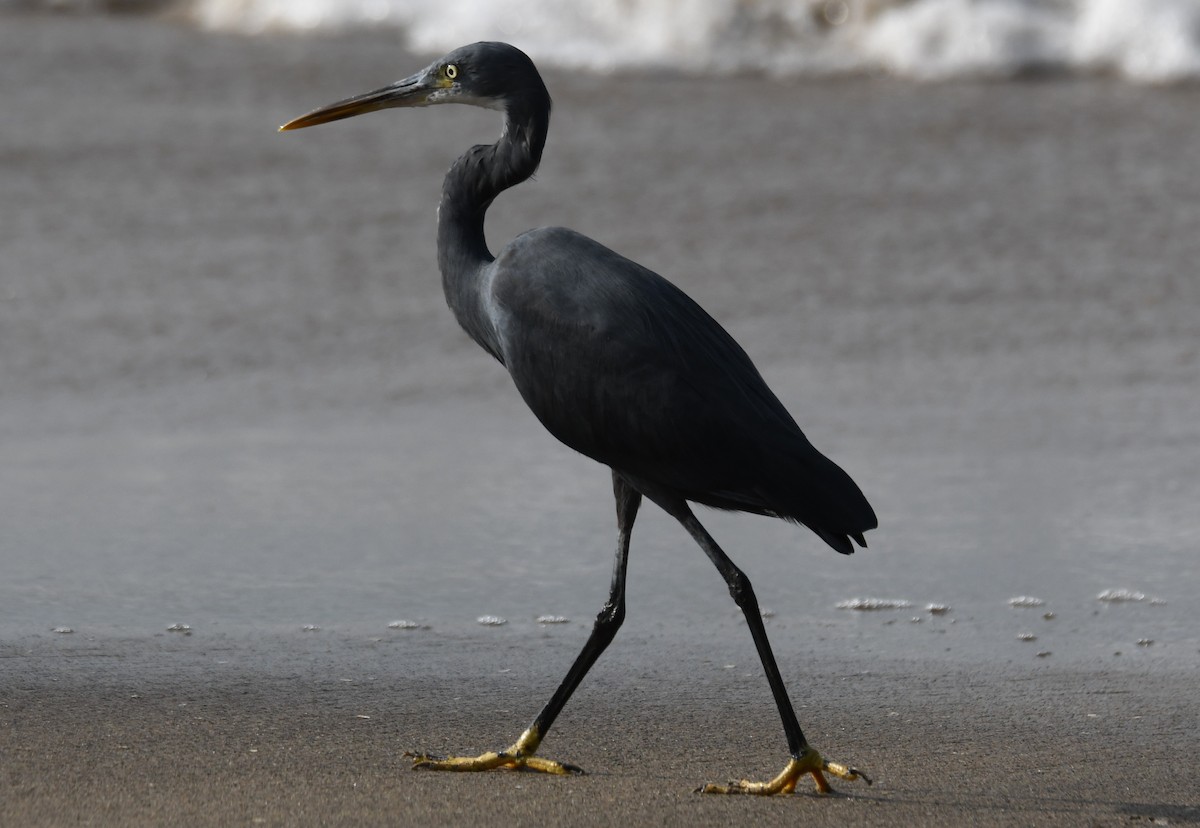 Western Reef-Heron - ML646397361