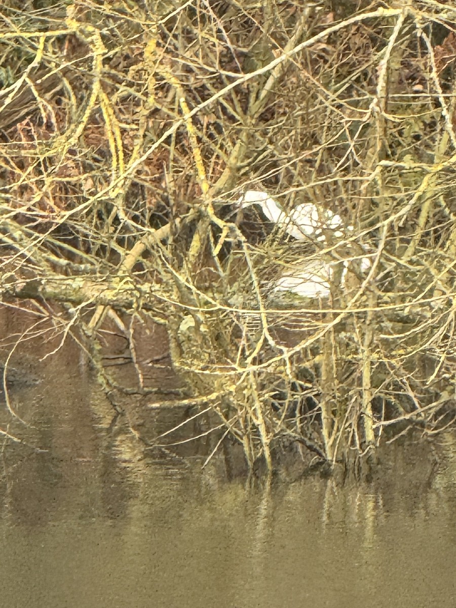 小白鷺 - ML646397362