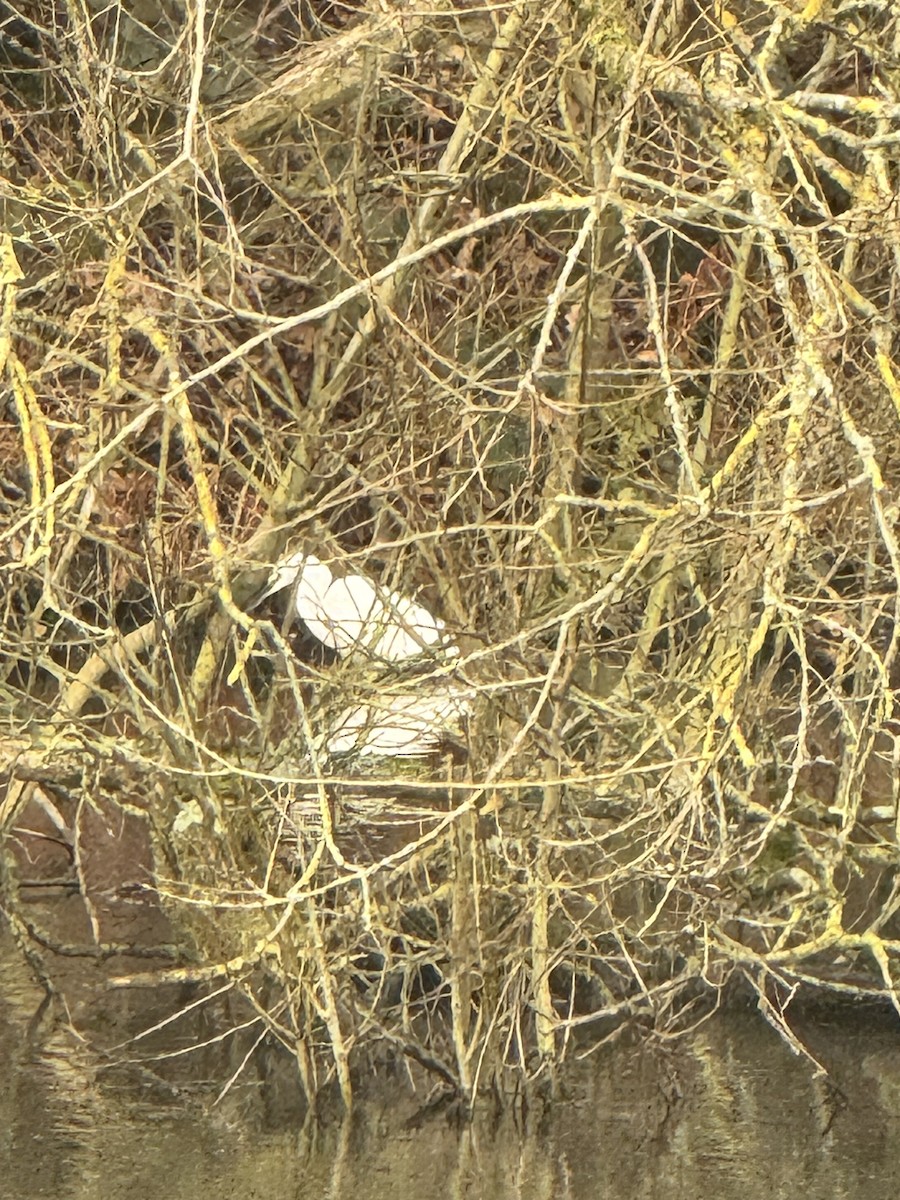 小白鷺 - ML646397363