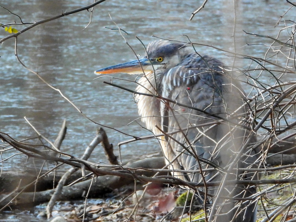 Great Blue Heron - ML646397364