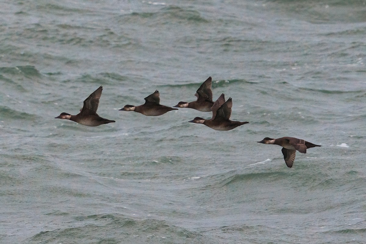 Common Scoter - ML646397365