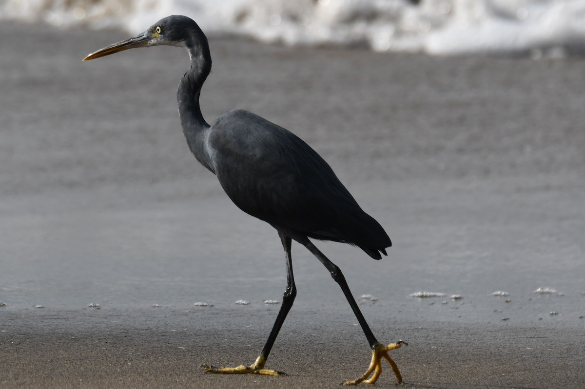 Western Reef-Heron - ML646397366