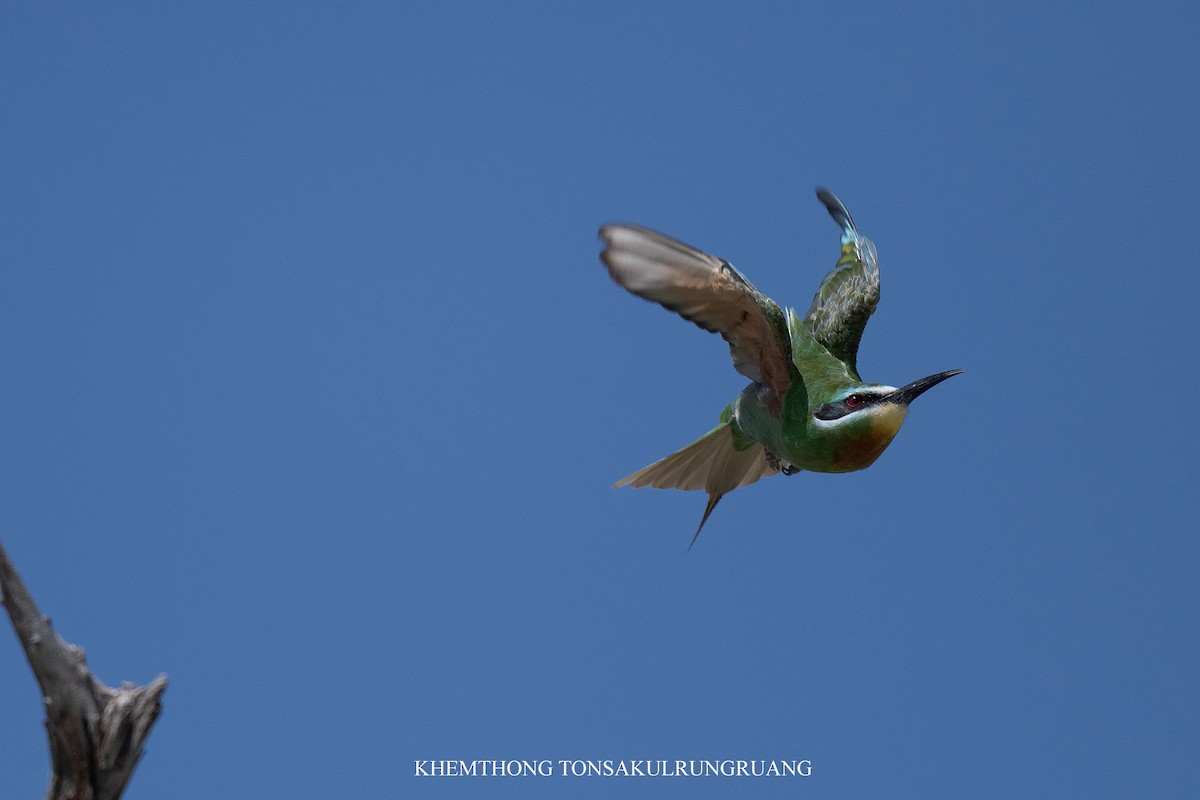 藍頰蜂虎 - ML646397367