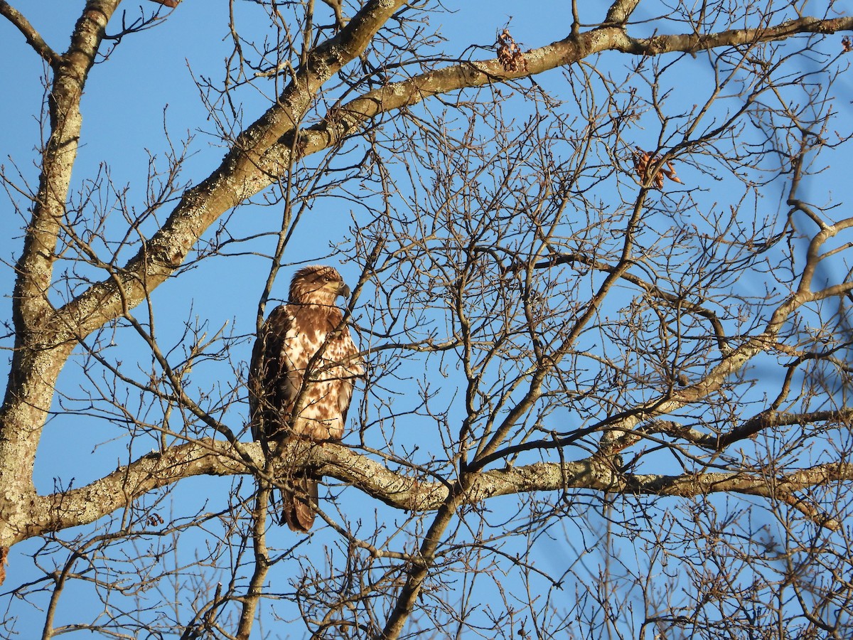 Pygargue à tête blanche - ML646397371