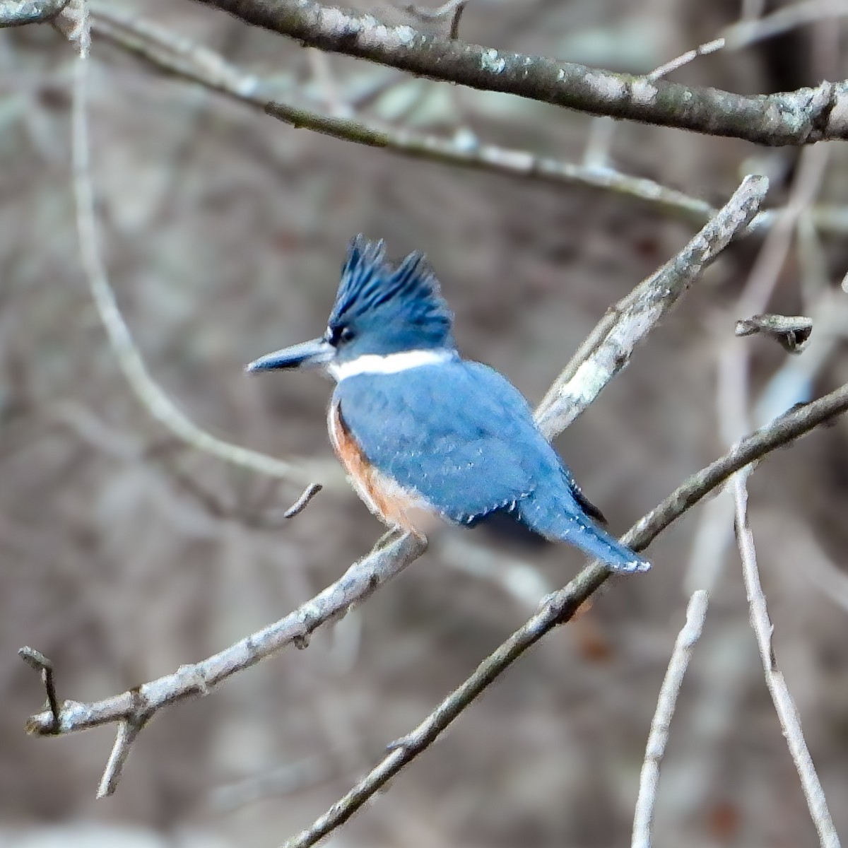 Belted Kingfisher - ML646397377
