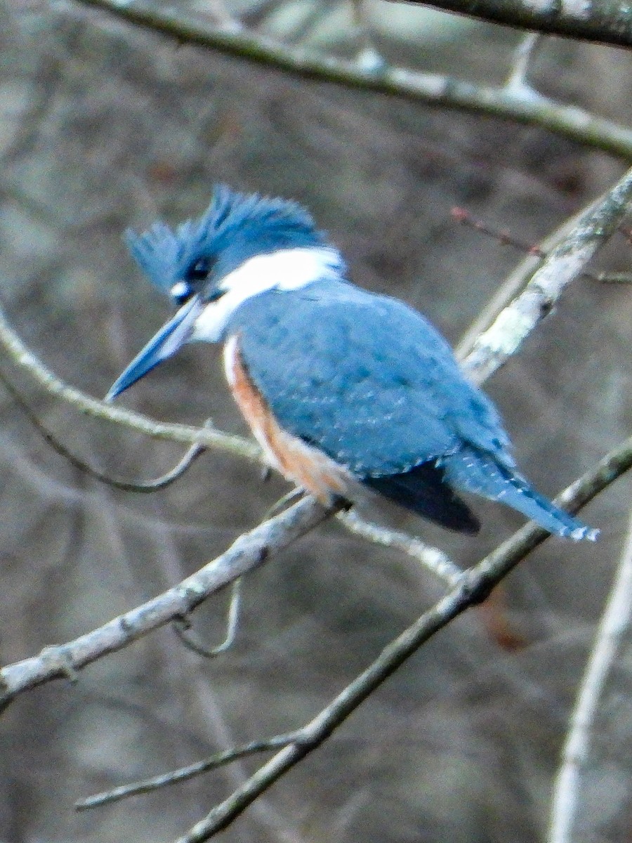 Belted Kingfisher - ML646397378
