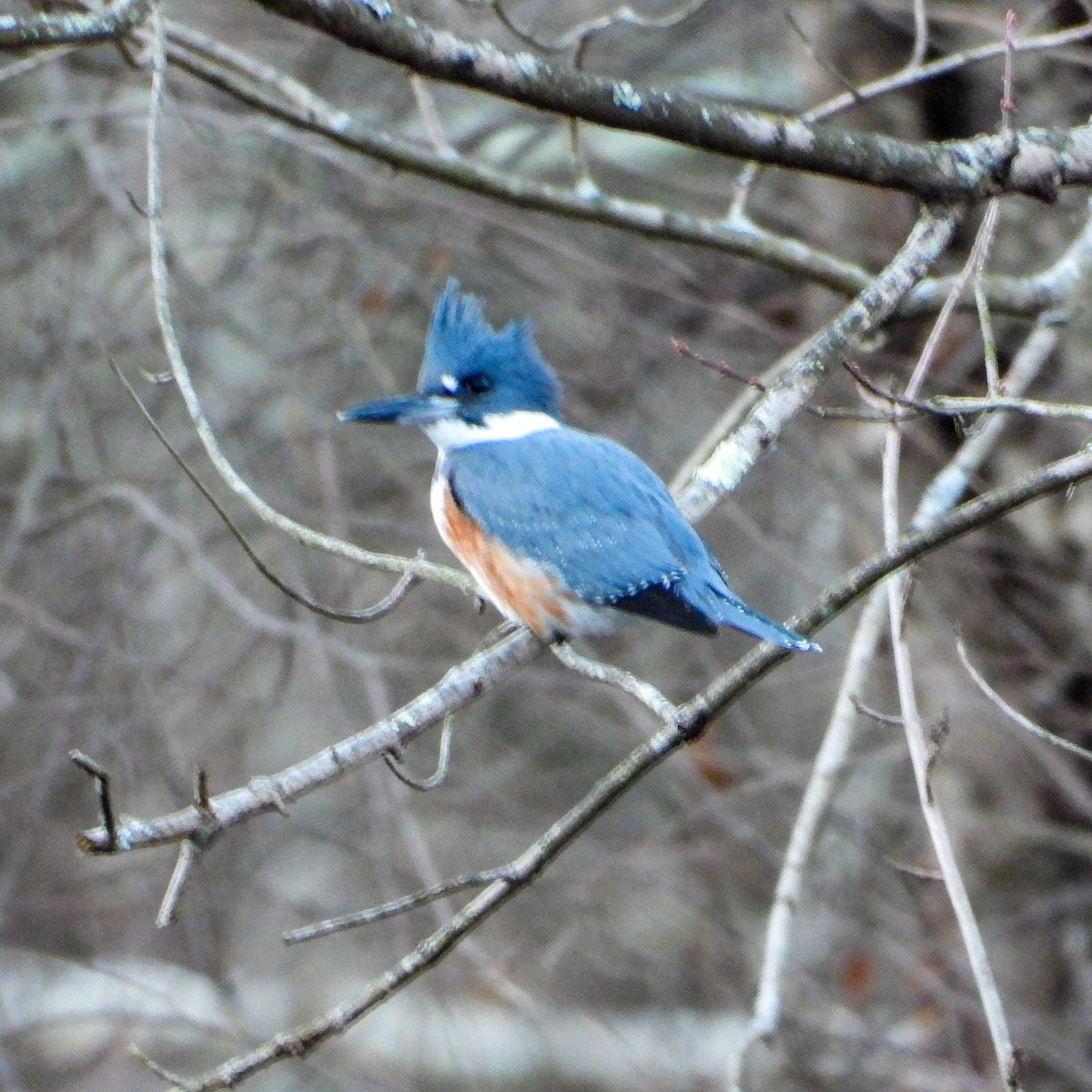 Belted Kingfisher - ML646397379
