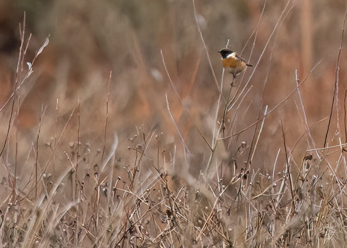 Taşkuşu - ML646397380