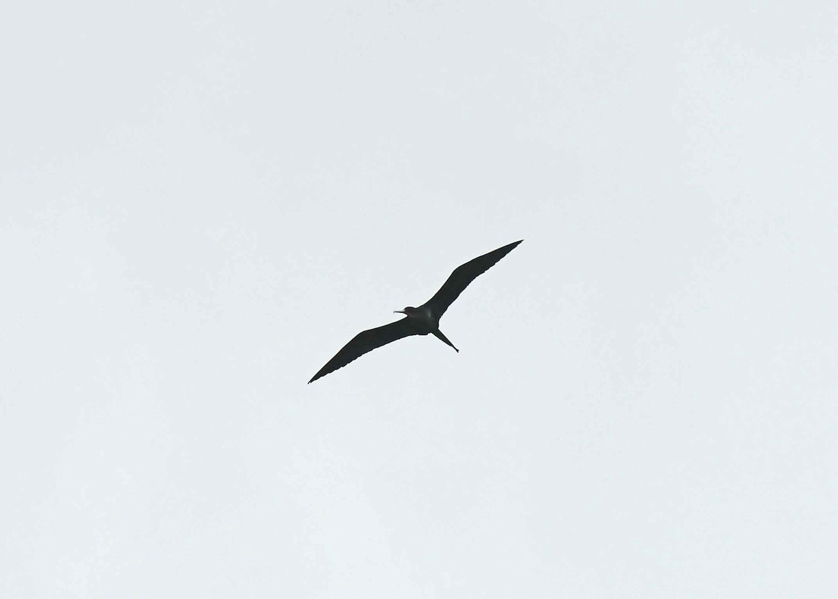 Great Frigatebird - ML646397381