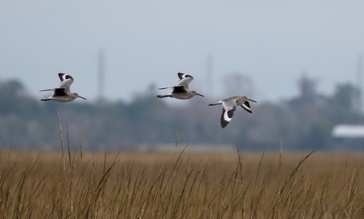 Willet - ML646397382