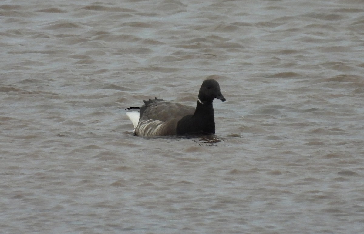 Brant (Dark-bellied) - ML646397383