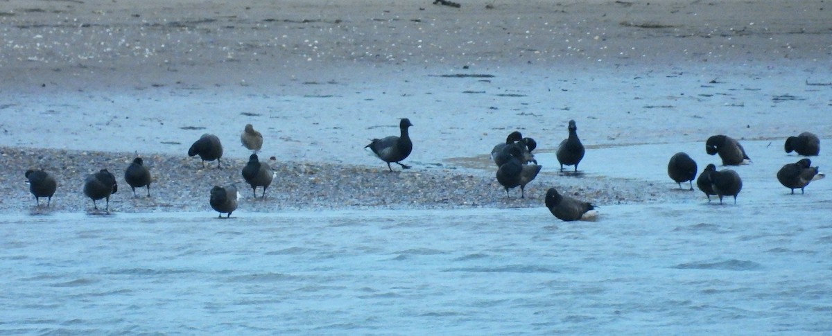 Brant (Dark-bellied) - ML646397385