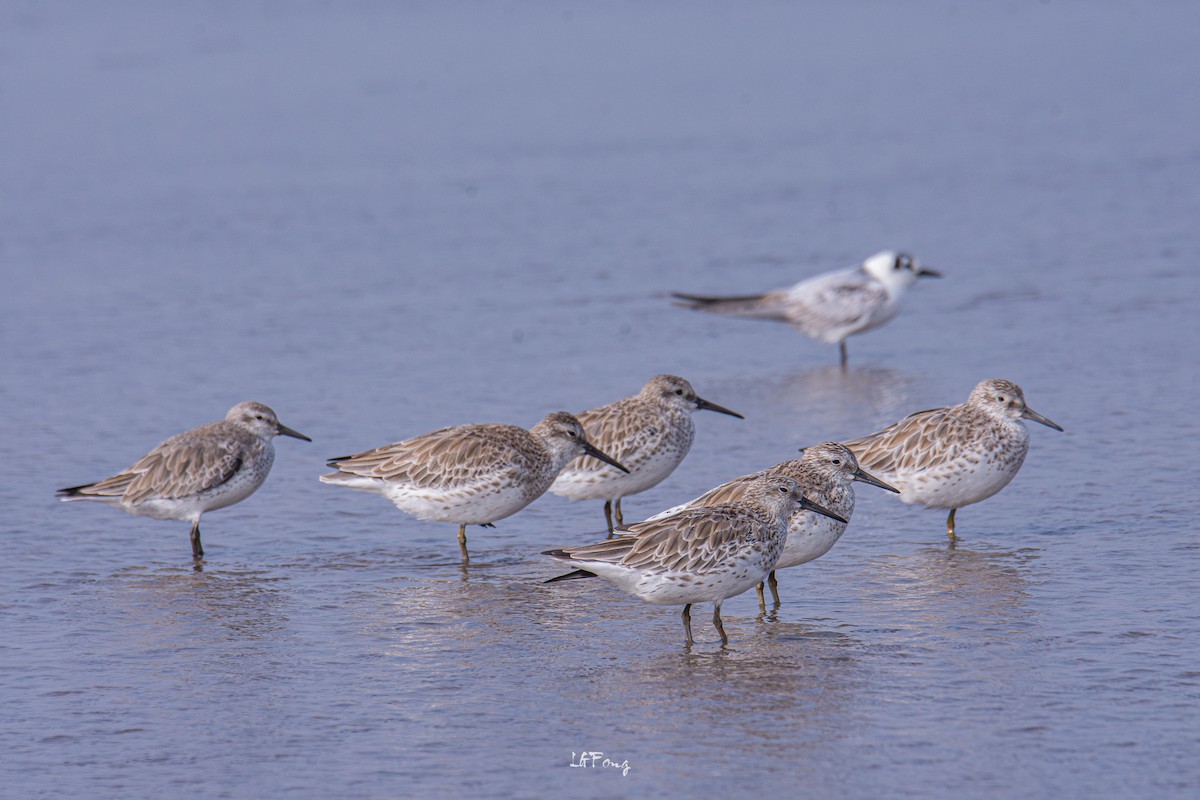 大濱鷸 - ML646397387