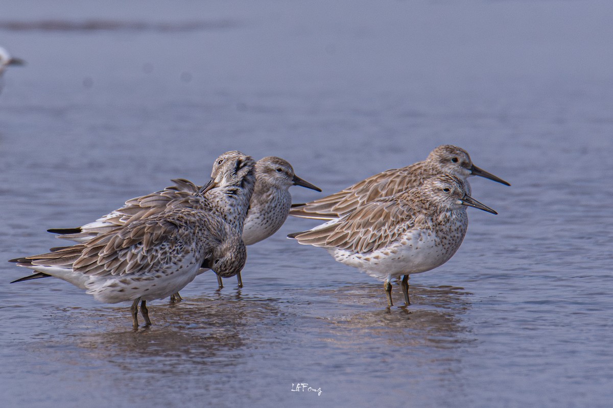 大濱鷸 - ML646397388