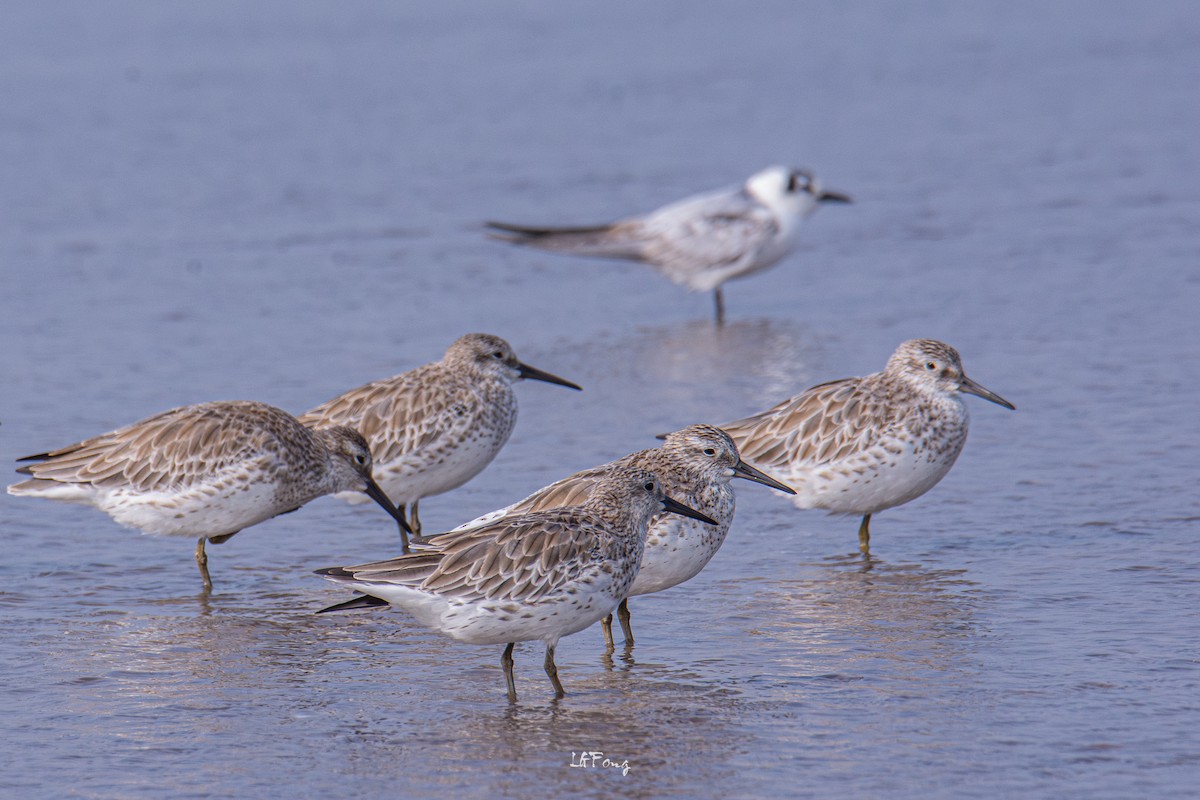 大濱鷸 - ML646397389