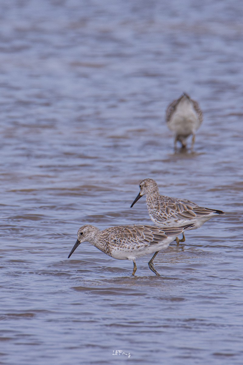 大濱鷸 - ML646397390