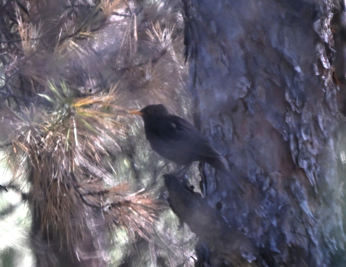 Eurasian Blackbird - ML646397391