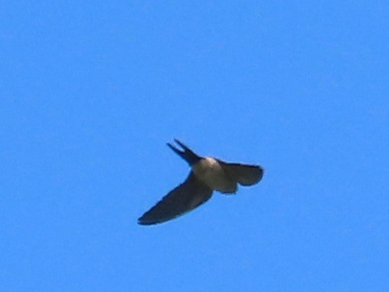 Eastern Red-rumped Swallow (Striated) - ML646397392